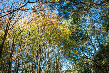 yellow tree in autumn