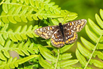 Scarce Fritillary is beautiful colorful day butterfly