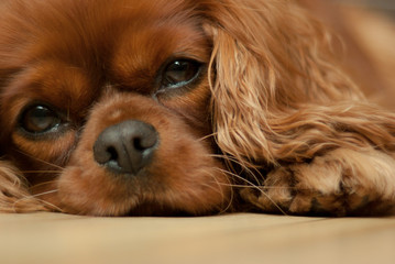 Cavalier King Charles Spaniel Ruby