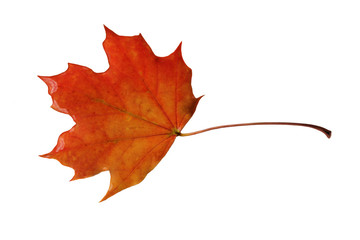 beautiful autumn orange maple leaf on a white background, isolate, closeup