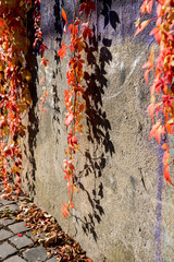 Red hanging ivy vines over stone wall in autumn sunny day