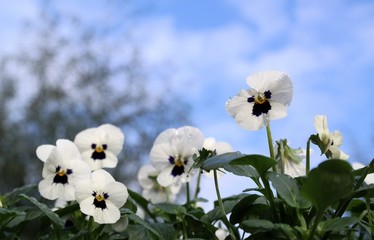 white pansy with purple color, decorative garden plant and blue sky background 