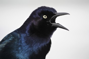 male boat tailed grackle calling