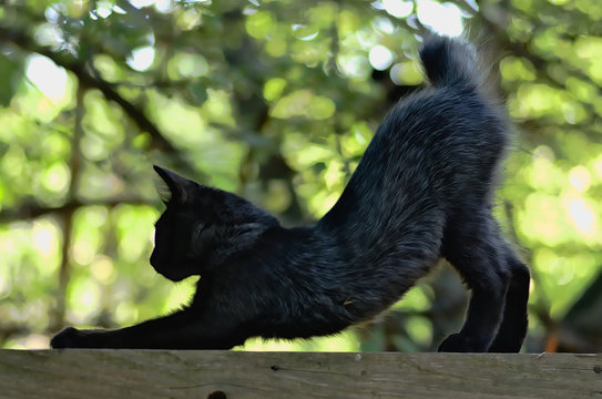 Stretching black cat in a yoga position on a forest background