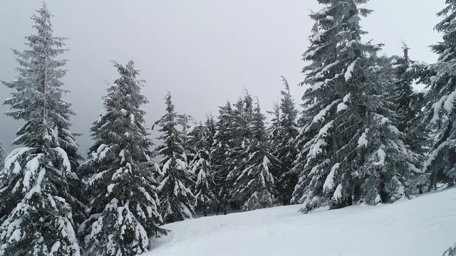 Tall dense old spruce trees grow on a snowy slope