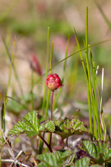 Obraz premium cloudberries in a swamp