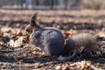 Squirrel in the autumn forest park. Squirrel with nuts in fall foliage.