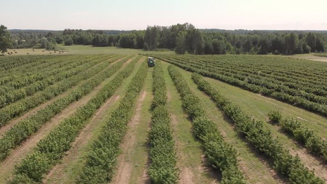 Aerial view of tracktor working on black currant field