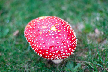 fly agaric mushroom