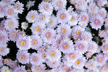 Light pink chrysanthemum flowers close up. Floral background.