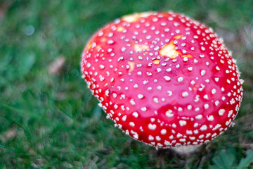 red fly agaric mushroom