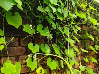 Tree climbing on old red brick wall background, Green creeper Plant