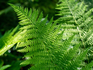 beautyful ferns leaves green foliage natural floral fern background..