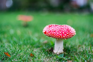 fly agaric mushroom