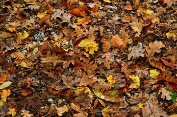 Autumn leaves