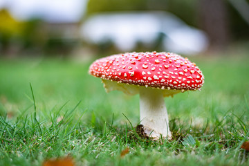 fly agaric mushroom