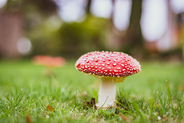fly agaric mushroom