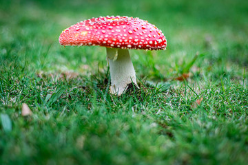 red mushroom in the forest