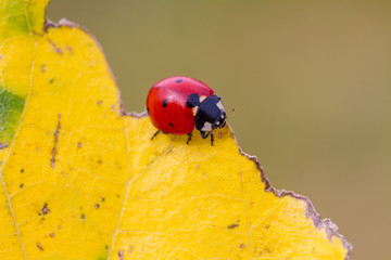 ladybug on leaf