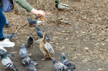 Obraz premium Ducks and pigeons.Girl feeding duck.
