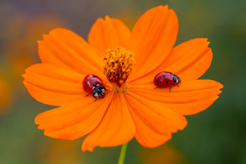 Ladybug and flower on a green background