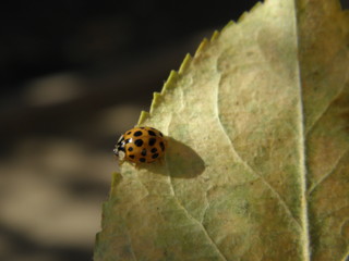 ladybug