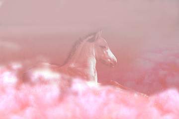 Pink foal horse on fluffy cloud heaven art background, pastel magical colors.
