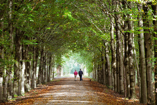 People Walking In The Autumn Forest With Their Dog. Fall Season.