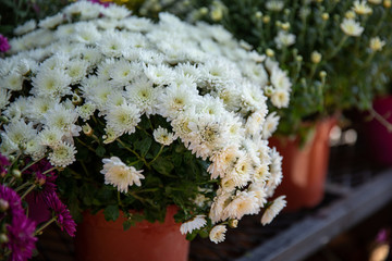Potted white chrysanthemum flowers at the greek garden shop in October.