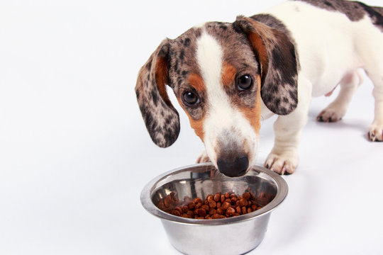 little cute dachshund puppy dog eating dog food in a bowl on plain white background