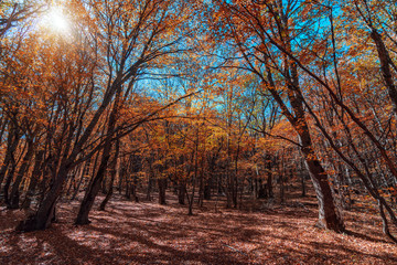 Fototapeta premium Colorful yellow red autumn forest