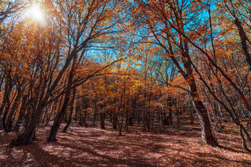 Colorful yellow red autumn forest