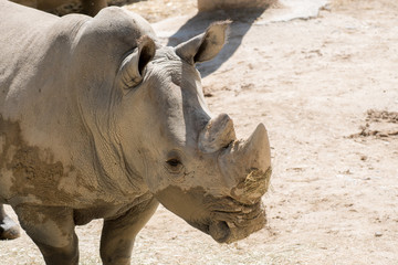 Obraz premium Retrato de un rinoceronte blanco