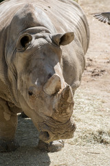 Obraz premium Retrato de un rinoceronte blanco