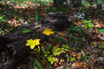 Colorful yellow red autumn forest