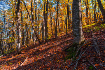Colorful yellow red autumn forest