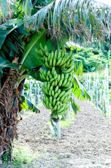 Fototapeta premium 三尺バナナ（台湾バナナ）