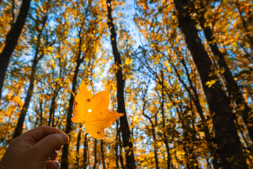 Yellow autumn leaf in hand on forest background