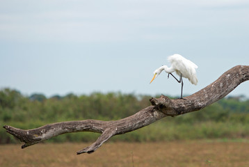 White Greater Egret resting on a bare wooden tree branch with one leg in the air against a natural bush background