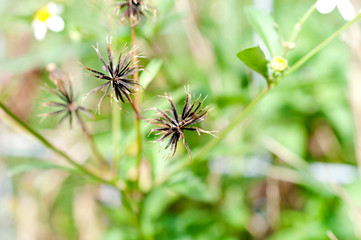 タチアワユキセンダングサの種