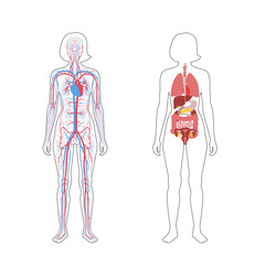 internal organs and circulatory system of woman