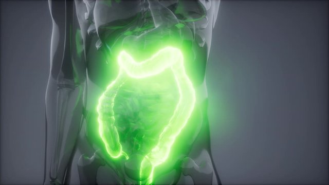 science anatomy scan of human colon glowing