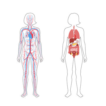 internal organs and circulatory system of woman