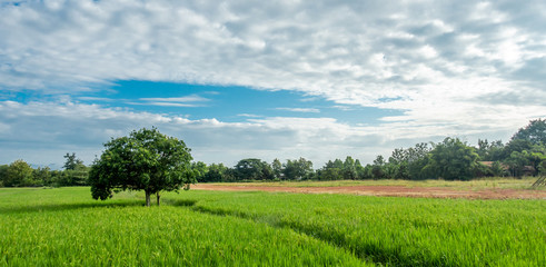 The big lonely shade tree in the green rice field with the blue sky and white cloud in the sunny day , panorama style. 