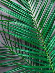Summer composition. Tropical palm leaves on grey background. Summer concept. Top view