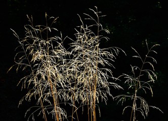 dried grass flowers on a black background