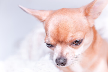 Smooth-haired Chihuahua dog. Chihuahua Girl looks nice on a white background. Portrait of smooth-haired beige Chihuahua against the beautiful bokeh