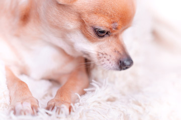 Smooth-haired Chihuahua dog. Chihuahua Girl looks nice on a white background. Portrait of smooth-haired beige Chihuahua against the beautiful bokeh