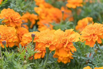 マリーゴールド