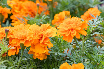 マリーゴールド